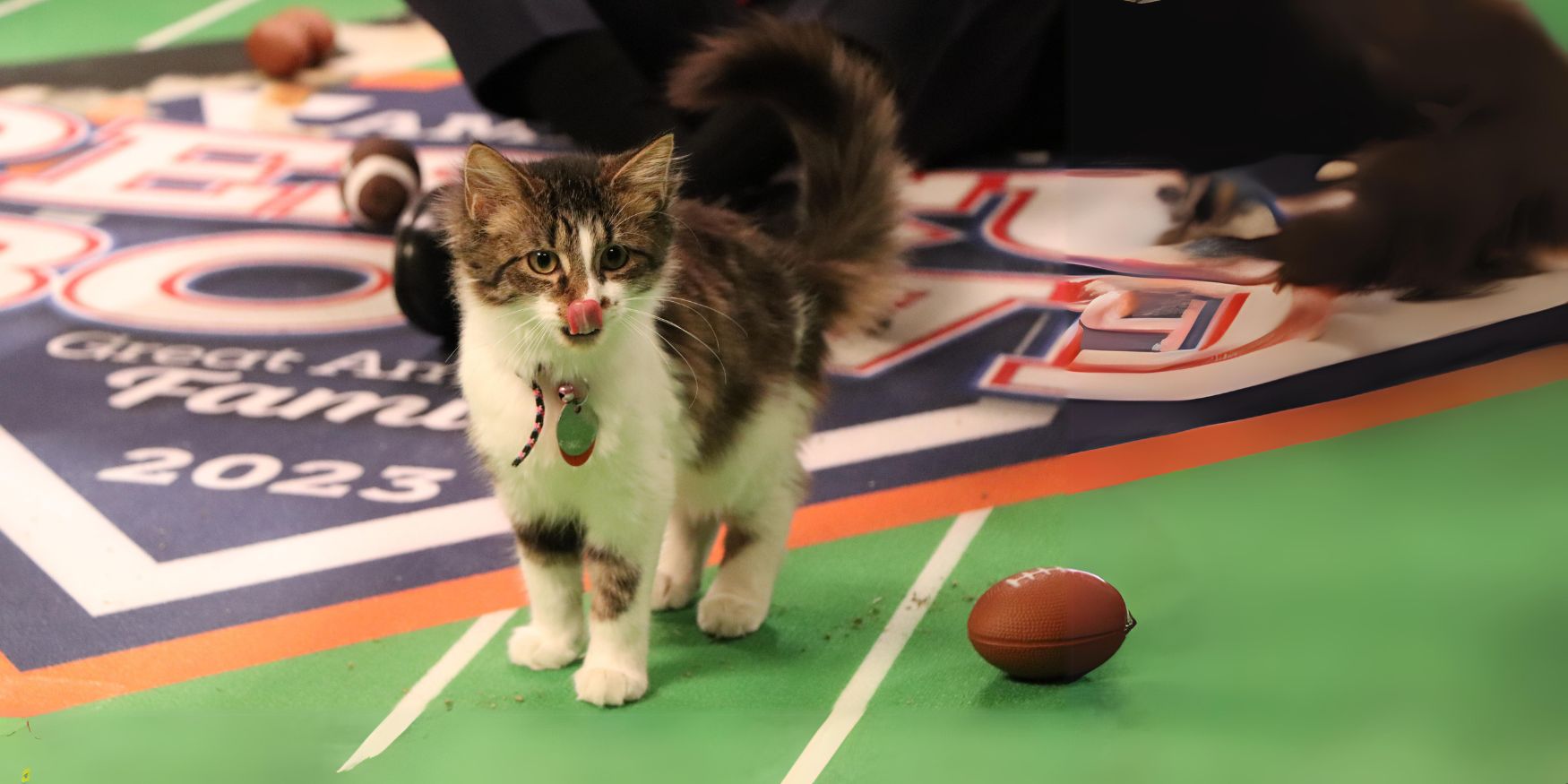Great American Rescue Bowl Highlights Animal Adoption for Fans of